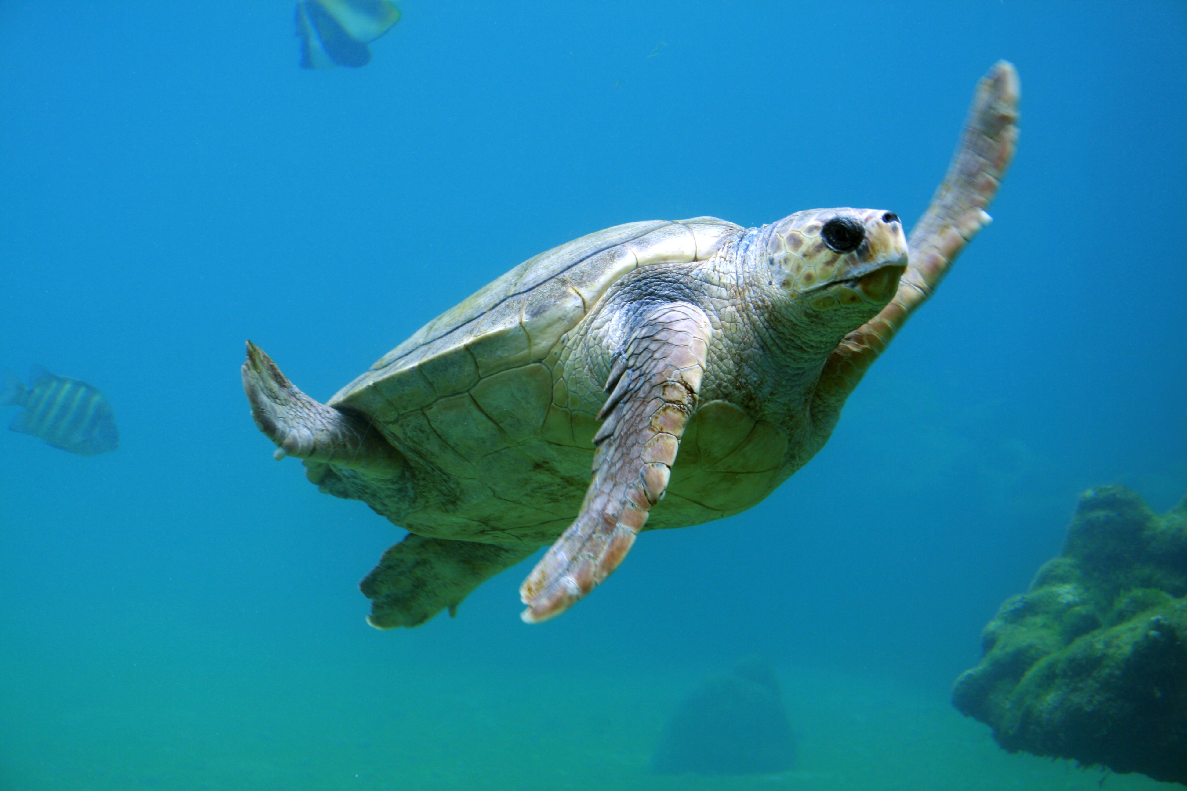 Sea Turtle Rescue: Teekay Style - Teekay Teekay