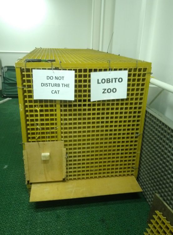 "Lobito Zoo" (AKA, Stowaway Cat Kennel)