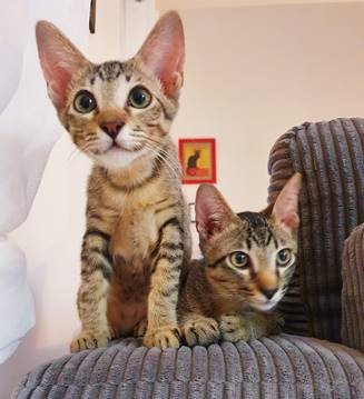 Stowaway Kittens in their New Home