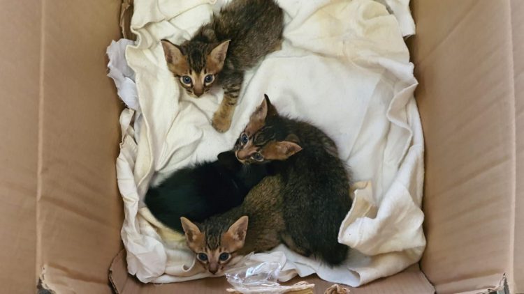 Stowaway Kittens on board Lobito