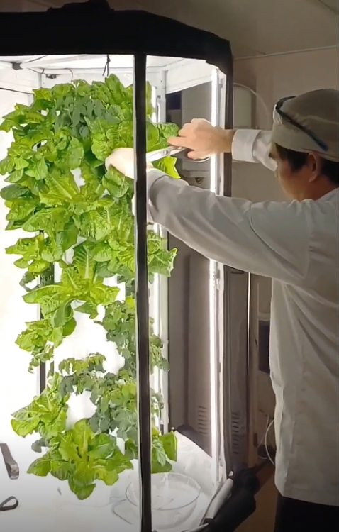Aspen Spirit Vertical Garden Phase 2-3 (8)